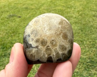 Petoskey Collector Stone | Front Polished Petoskey Stone | Petoskey Fossil | Michigan Fossil | 1.5 Inches | 120306