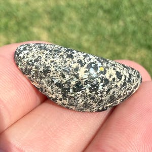 May include: A small, elongated stone with a speckled pattern of black, white, and gray. The stone has a smooth, rounded shape and a few small yellow and blue spots. The stone is held in a person's hand.