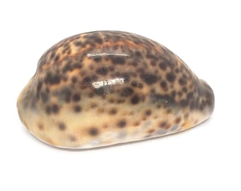 大型タイガータカラガイ Cypraea Tigris 貝殻 ~ 3インチ～3.5インチ