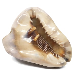 Grote gehoornde helmschelp, grote natuurlijke schelp, 7 inch lang, vintage schelp, Cassis cornuta, tropisch strand decor zeeschelp