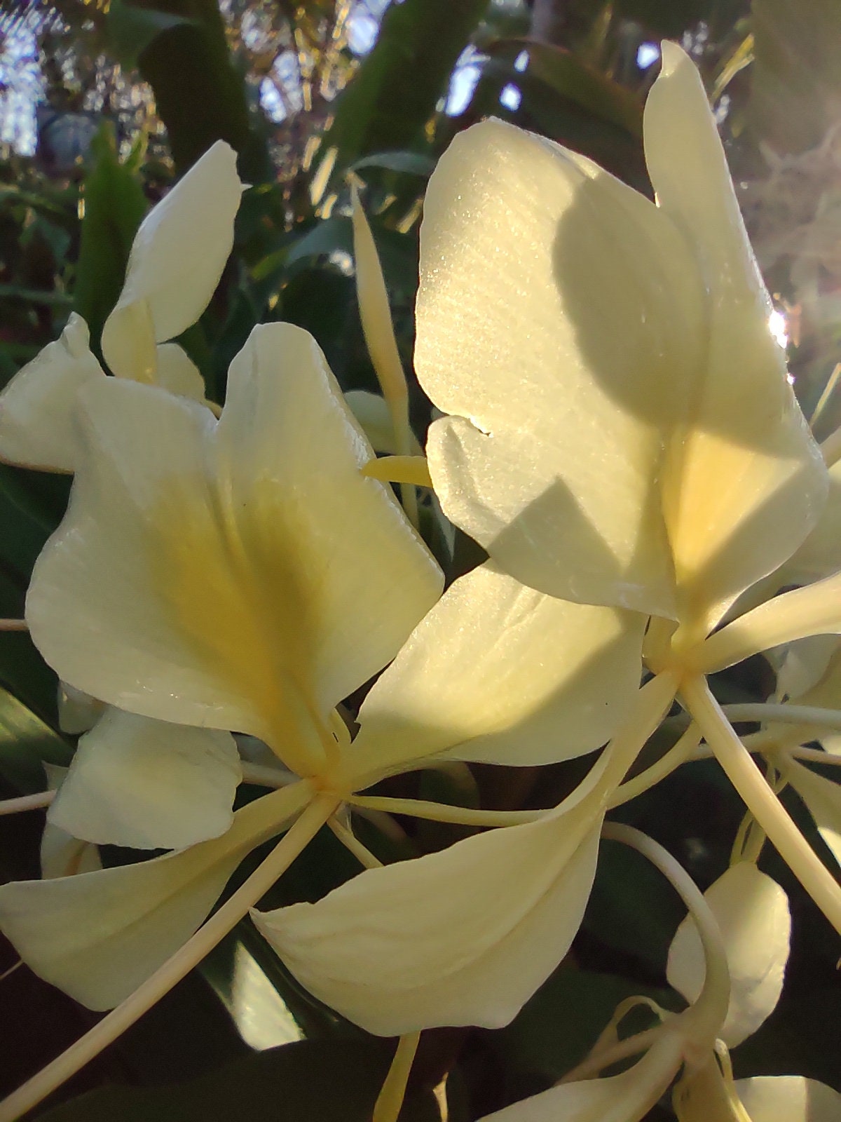 RELAX Yellow Ginger Flower Essence 1oz Etsy UK