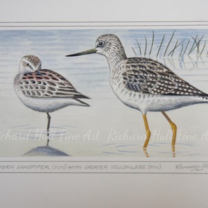 Western Sandpiper With Greater Yellowlegs  (Juveniles), Florida, Limited Edition, A4, Giclee, Print, Richard Hull, Fine Art, Gift, Mother