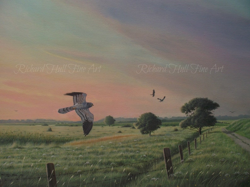 May include: A painting of a hawk flying over a field with a fence and trees in the background. The sky is a soft pink and purple color. The text "Richard Hull Fine Art" is visible in the top right and left corners of the painting.