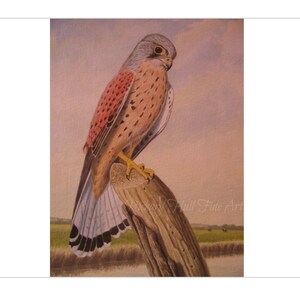 Male, Kestrel, Original, Watercolour, Painting, Richard Hull, Fine Art, Bird Of Prey, Birds, Landscape, Marshland, Present, Gift, Husband