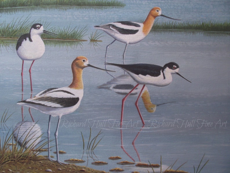 Blacknecked Stilts and American Avocets 2015 Acrylic on Etsy