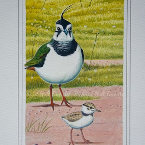 Lapwing And Chick, Limited Edition, A4, Giclee, Print, Richard Hull, Fine Art, Wildlife, Birds, Waders, Art, Gift, Mother, Husband, Wife