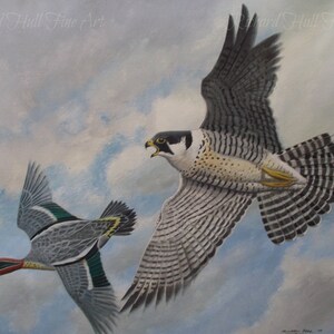 Puede incluir: Una pintura de un halcón peregrino en vuelo, con un pato de alas verdes volando debajo. El fondo es un cielo azul claro con nubes blancas.