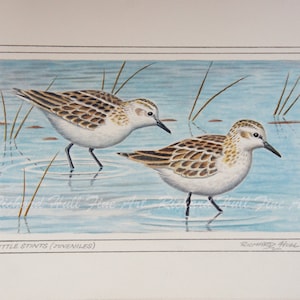 May include: A watercolor painting of two juvenile Little Stints wading in shallow water. The birds are brown and white with long, thin legs. The water is a light blue color and there are some green reeds in the background. The painting is signed "Richard Hull" in the bottom right corner and titled "Little Stints (Juveniles)" in the bottom left corner.