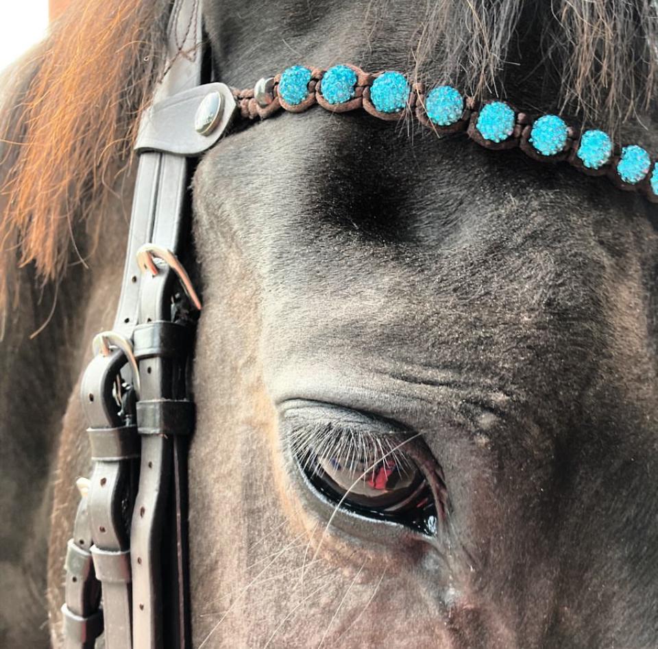 Bride Filet Pour Cheval Avec Têtières Rembourrées (bleu/multicolore) – Taille Cheval