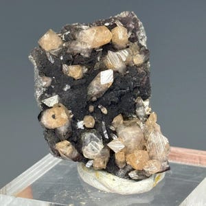 May include: A mineral specimen with a dark, textured base, studded with numerous tan and clear quartz crystals. The crystals exhibit diverse shapes, including sharp points and flatter, plate-like forms. The specimen is presented on a white base.