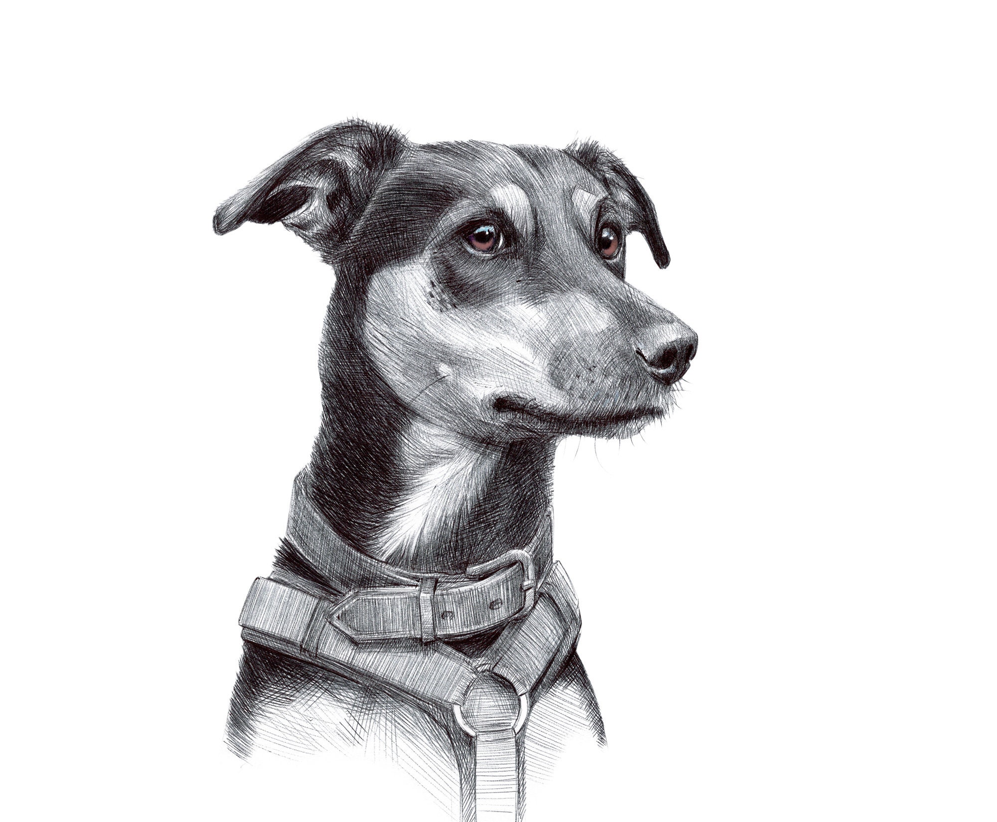 Pencil Pet Portraits from Photos - Drawings of Cats, Dogs & Horses