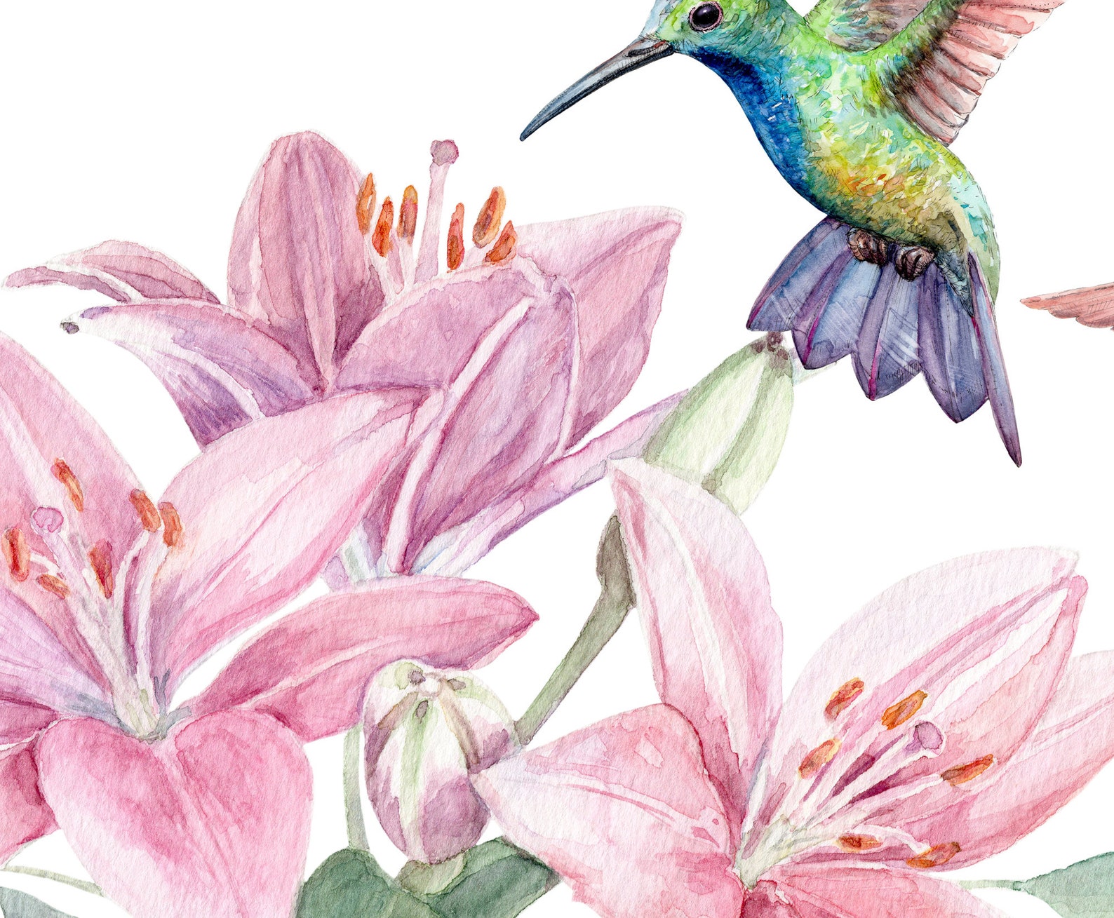 Hummingbird Art Bird and Flowers Watercolor Bird Art Etsy