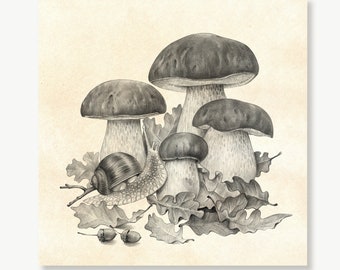 Mushrooms and Snail Art Print, Hand Drawn Artwork, Giclée Print of Original Pencil Drawing, Edible Mushrooms, Vintage Style Boho Wall Art