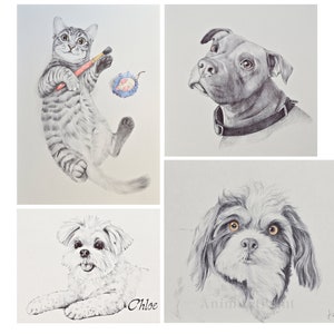 Pet Portrait, Custom Pet Portrait Drawing from Photo, Pet Drawing Commission Art, ORIGINAL Art, Personalized Pet Loss Gifts, Pet Memorial image 9