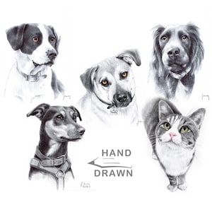Hand-Drawn, Real Pet Portrait Pen or Pencil Drawing, Custom Dog & Cat Portrait from Photo, Gift for Pet Owners, Dog Drawing, Commission Art