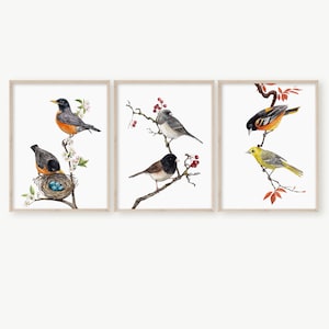 Arte degli uccelli, set di stampe di opere d'arte dipinte a mano, acquerello, arte da parete per soggiorno, camera da letto, asilo nido, cucina e bagno, regalo per gli amanti degli uccelli