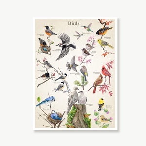 Cartel de aves de América del Norte, aves silvestres y de patio trasero, pintura de aves, dibujos, ilustraciones, regalo para amantes de las aves y observadores de aves, sin enmarcar