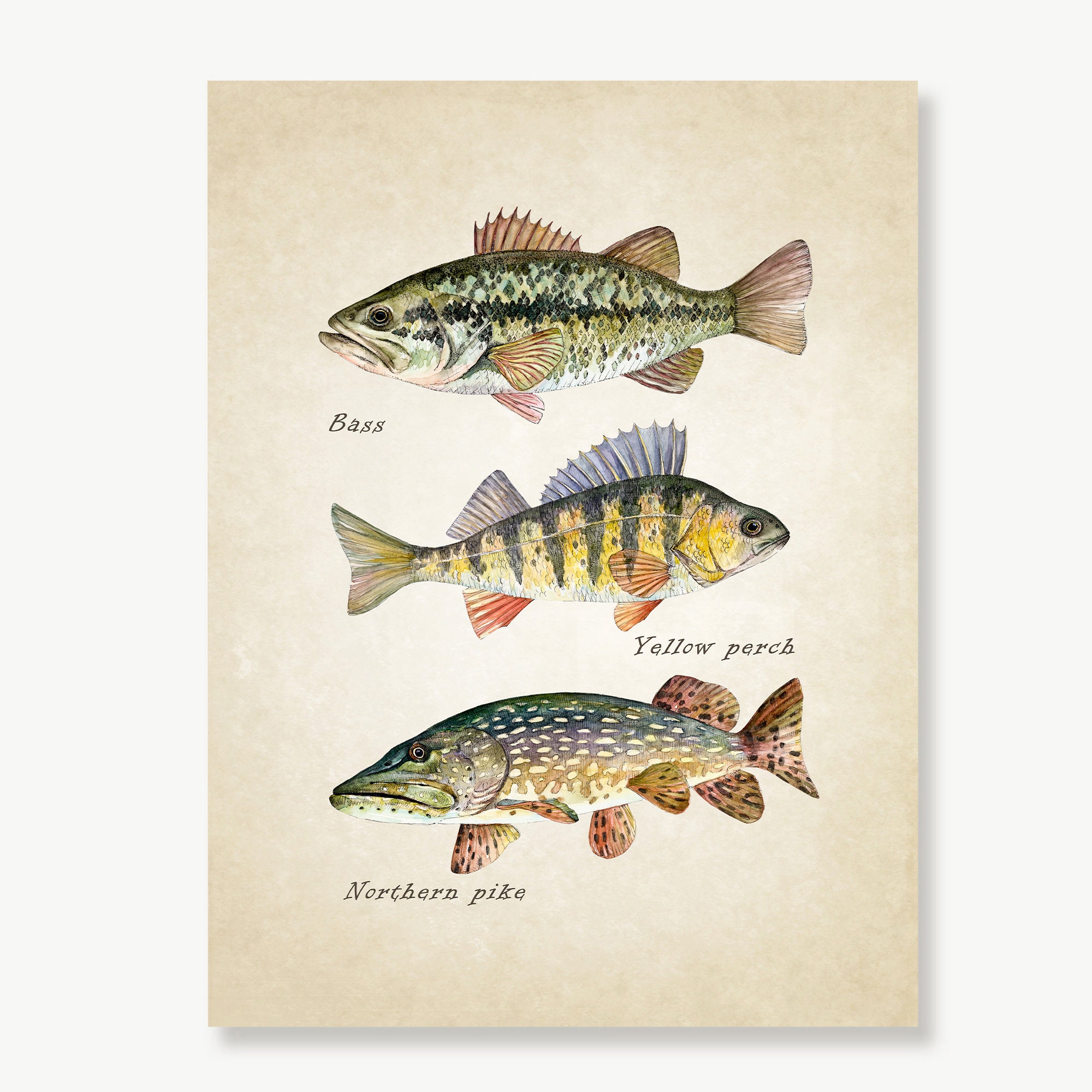 Bass Fish Painting 