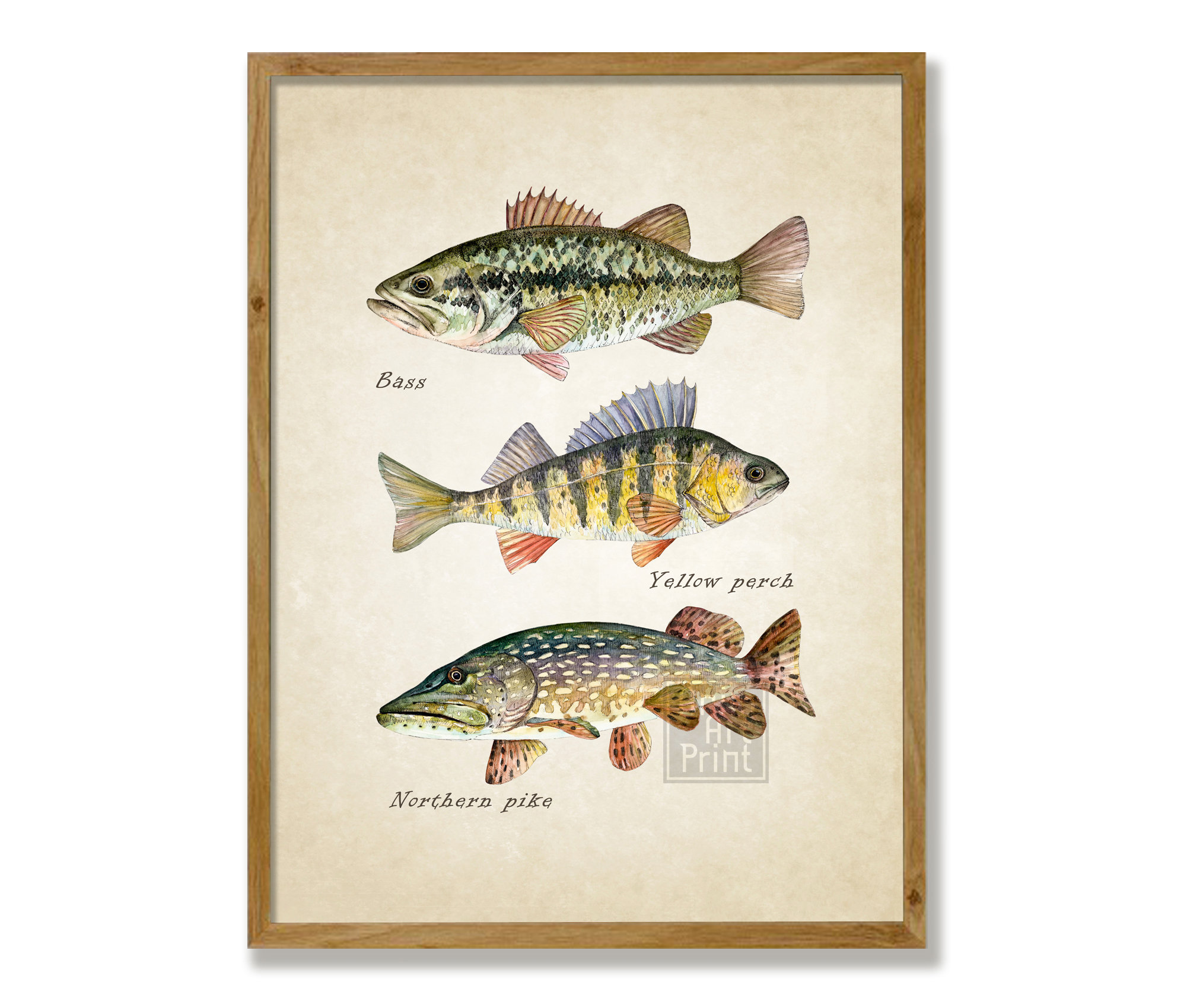 Fish Art Print Bass Perch Pike Painting Retro Vintage | Etsy