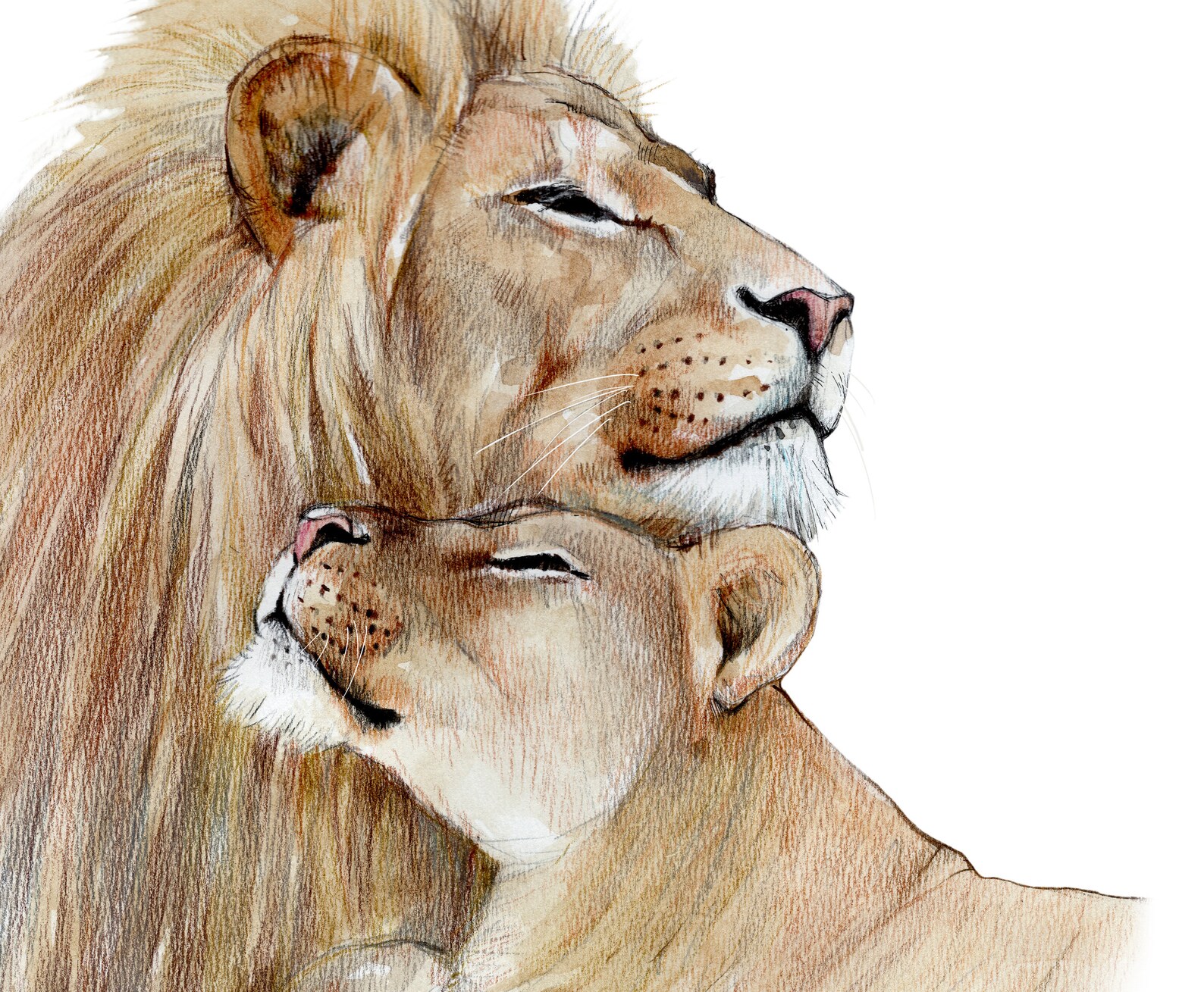 Lion and Lioness Wall Art Print Lions in Love Lion Wedding Etsy