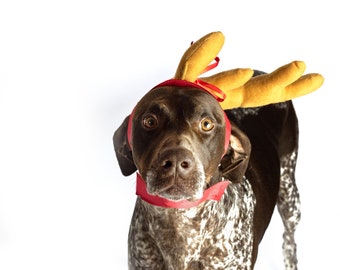 rudolph ears for dogs
