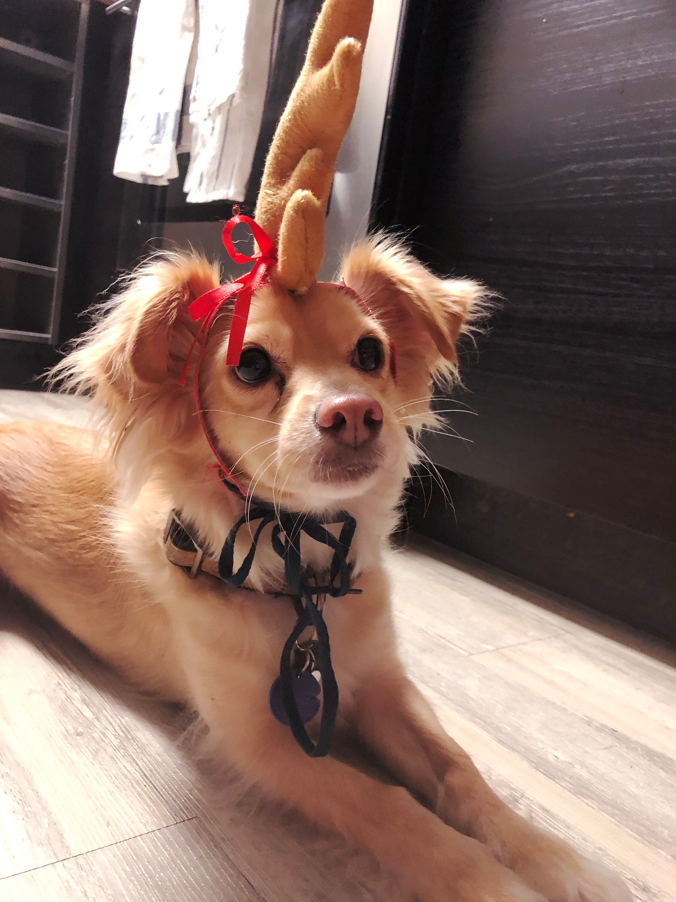 reindeer antlers headband for dogs
