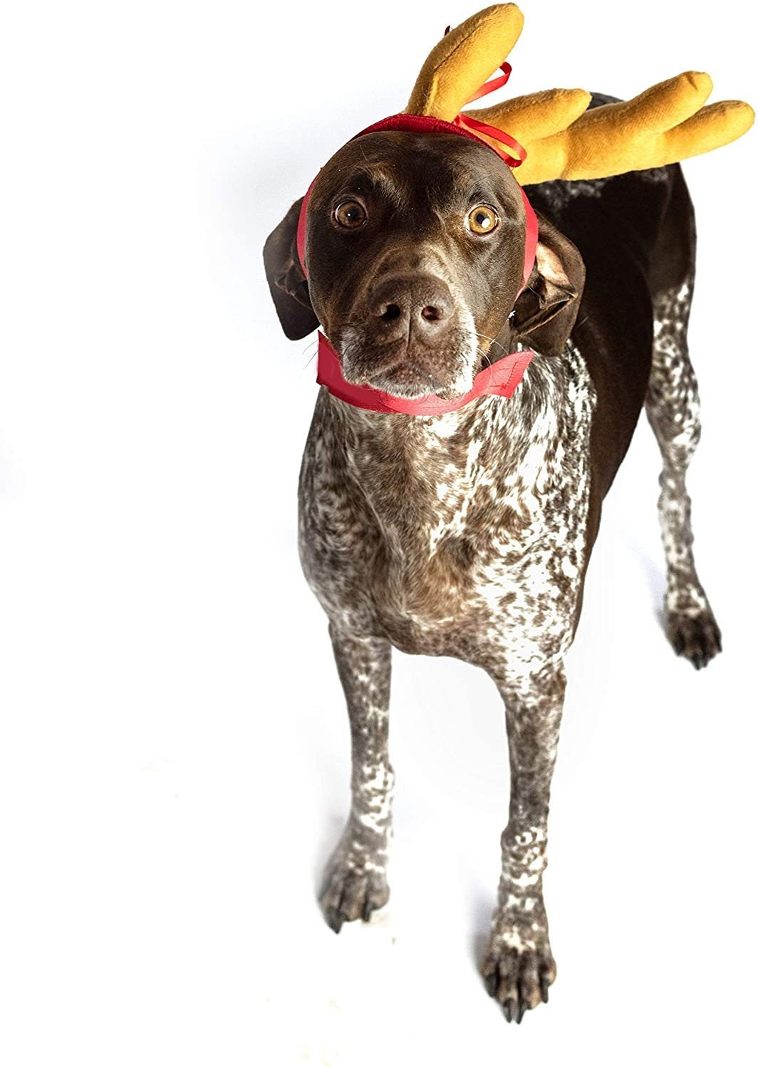 max costume grinch for dog