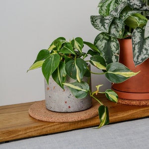 Puede incluir: Dos plantas en macetas sobre una repisa de madera. La planta de la izquierda es un filodendro variegado en una maceta de concreto gris moteada con un posavasos de corcho. La planta de la derecha es un pothos de satén plateado en una maceta de terracota con un posavasos de corcho.