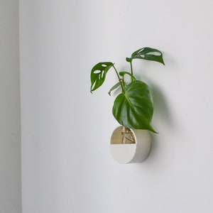 Puede incluir: Un macetero de pared de cerámica blanca con una planta verde que crece fuera de él. El macetero está fijado a una pared blanca.