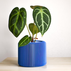 May include: A potted Anthurium crystallinum plant with large, dark green leaves featuring prominent white veining. The plant is in a vibrant blue, cylindrical pot with vertical ridges. The background is a plain white wall.