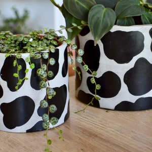 Modern and Minimal Cow Pattern Concrete Planter with drainage in multiple sizes | Handpainted | Gray Base | handmade concrete cow pot