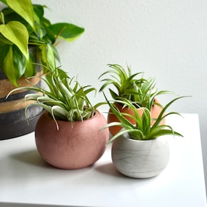 May include: Three air plants in different colored ceramic pots. The pots are round and have a smooth finish. The plants are green and have long, thin leaves.