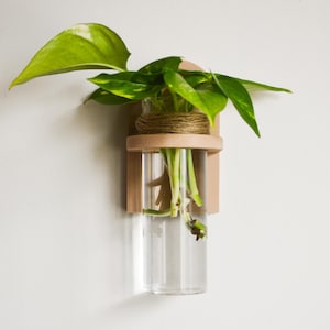 May include: A clear glass propagation vase with a light wood frame, holding green leafy plant cuttings. The vase is suspended on a white wall, showcasing a minimalist design for home decor. The cuttings are held in place with twine.