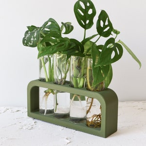 May include: A green wooden propagation station holds four clear glass vials, each containing water and plant cuttings. The cuttings feature vibrant green leaves, some with unique hole patterns. The station is set against a white backdrop.