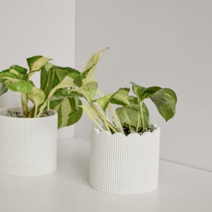 May include: Two white ceramic planters with green and yellow variegated plants. The planter on the left has a ribbed design, while the one on the right has a scalloped edge. The plants have large, heart-shaped leaves.