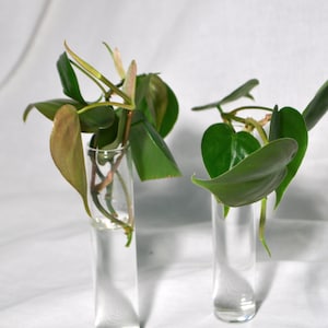 Vermehrungsglas Vase | Nur Reagenzgläser aus Glas