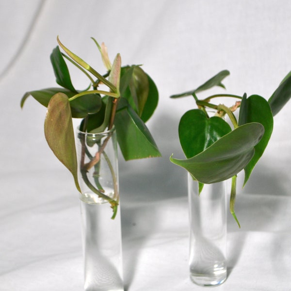 Propagation glass vase | Only glass test tube