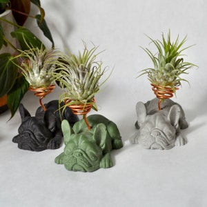 May include: Three concrete dog figurines with air plants in copper wire holders. The dogs are in black, green, and gray.