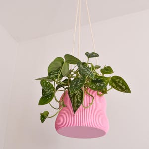 May include: A pink hanging planter with a ribbed texture, holding a green plant with silver variegation.
