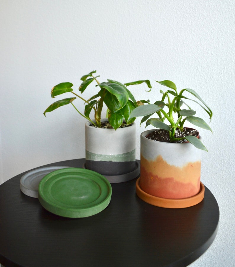 May include: Two potted plants with green leaves in concrete planters with different colored glazes. The planters are sitting on a black table with matching green and brown saucers.