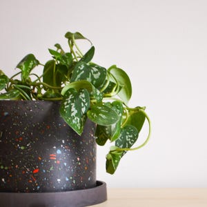 Terrazzo Chip Planters Trio: Modern Colorful Accent Pots