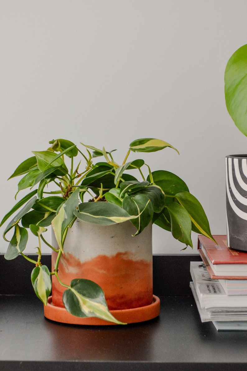 May include: A potted plant with green and yellow leaves in a white and orange planter with a terracotta saucer. The plant is on a black surface with a stack of books behind it.