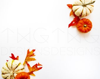 Download Free Fall Harvest Gourds Pumpkin Styled Stock Photography / Product Styling / Web Design Background / Mock-Up Marketing Blog Photo High Res File PSD Template