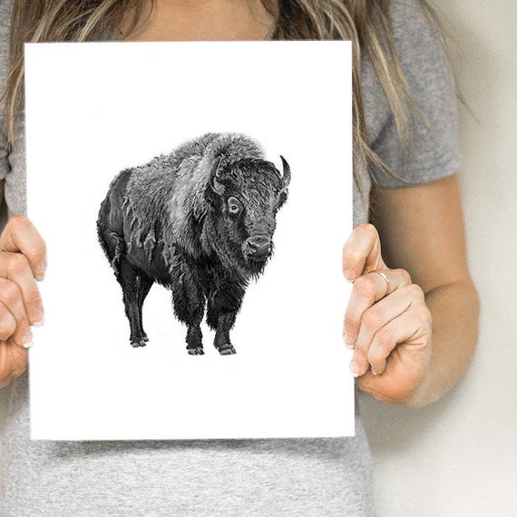 Bison Buffalo Art Canvas Print Male Wildlife Drawing Sketch Wall Decor Painting Bison Buffalo Art Canvas Print Male Wildlife Drawing Sketch Wall Decor Painting
