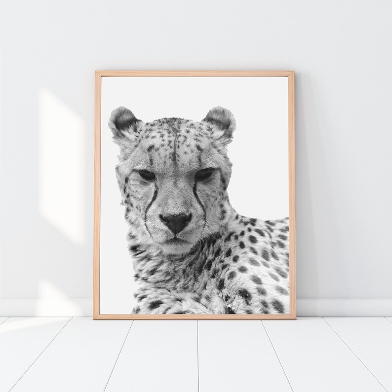 Matted Winter White Tiger Foil Art Print Affordable Animal Art 8x10