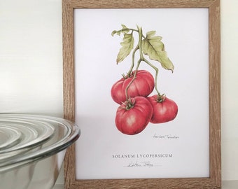Heirloom Tomatoes Botanical Art Print: Kitchen Decor (8x10 inches)