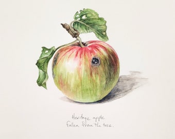 Heritage Apple - une peinture originale de l'artiste Kristen Johns, 8x10 pouces, aquarelle, art original pour les amoureux de la nature