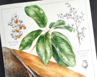 Arbutus Tree Study - une peinture botanique originale de l'artiste Kristen Johns, aquarelle, graphite, 11x14 pouces, pour les amoureux des plantes et de la nature