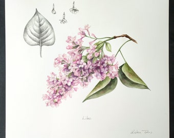 Lilas - une peinture originale de l'artiste Kristen Johns, aquarelle, 27 x 28 cm, art botanique, floral, pour l'amateur de fleurs, jardinier