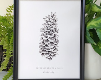 Pinecone, une impression d'art botanique par l'artiste Kristen Johns, en graphite, 5x7 ou 8x10 pouces, Pour les amoureux de la nature et de l'art